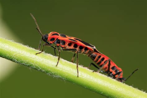 Do Love Bugs have Anything to do with the University of Florida ...