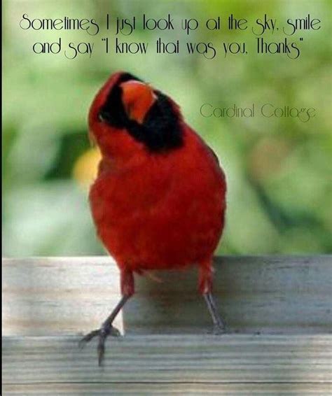 Pin by stop stalkingme on that part | Bird quotes, Cardinal birds ...