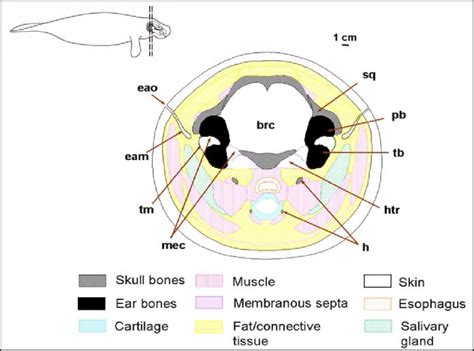 1. Diagrammatic illustration of manatee auditory anatomy based on ...