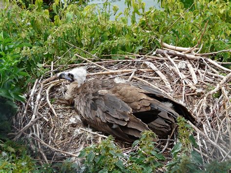 vulture on the nest | mother to be griffin vulture at cheste ...