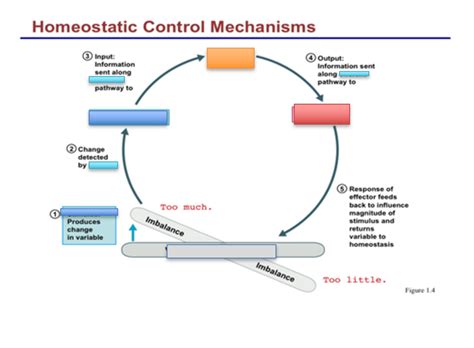 Homeostatic Control Mechanisms [MODULE 1] Diagram | Quizlet