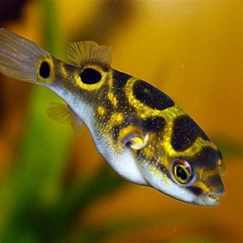 Spotted Congo Puffer or Schoutedeni Puffer | Arizona Aquatic Gardens