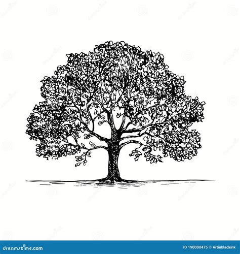 Hand Drawn Oak Tree. Ink Black and White Drawing Stock Vector - Illustration of monochrome, hand ...