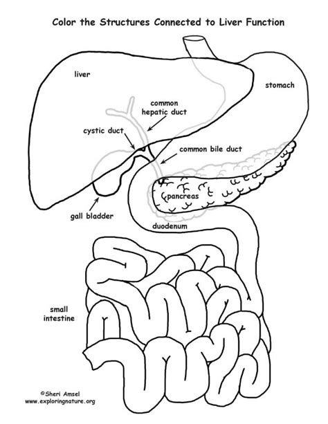 Liver and Gall Bladder