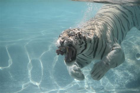 Odin the White Bengal Tiger - So Close | Jerry | Flickr