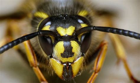 Wasp Larvae Jump To The Dark Side | Asian Scientist Magazine | Science ...