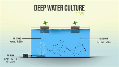 Deep Water Culture Hydroponic System for Growing Indoors