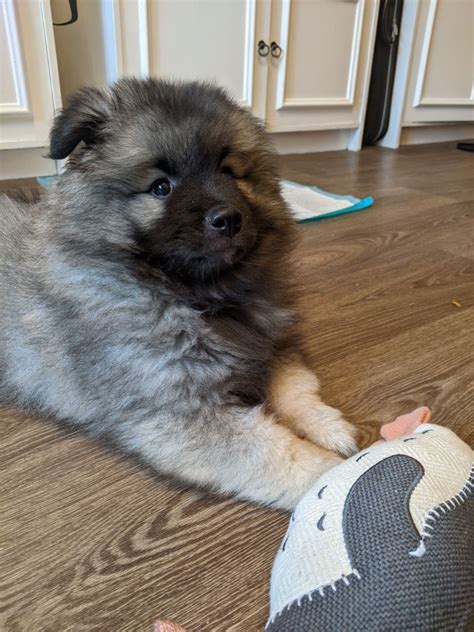 Do your Keeshonden usually sleep on the floor? Also... meet Barclay. : r/Keeshond