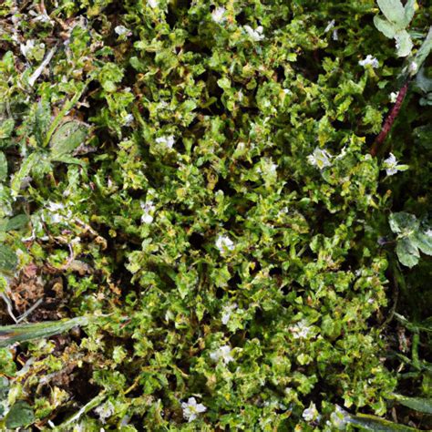 Mouse Ear Chickweed - Lawn Weeds