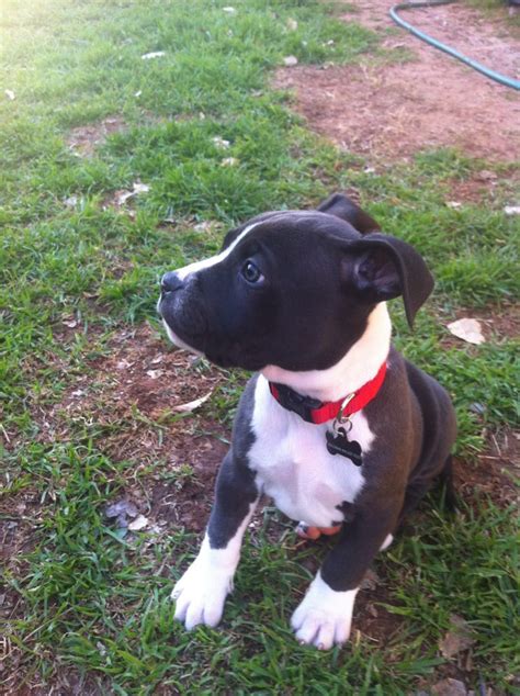 Image - Boxer-pitbull-mix-black-and-white.jpg - Koror Survivor ORG Wiki