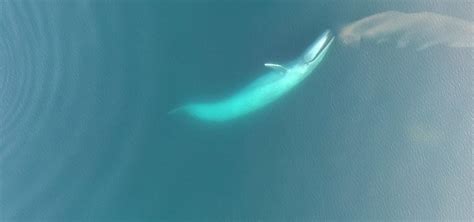 Surface feeding could provide more than just snacks for New Zealand blue whales | Mirage News