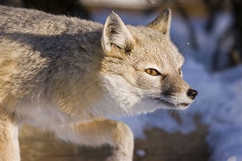 Swift Fox - Shubenacadie Wildlife Park, Nova Scotia, Canad… | Flickr