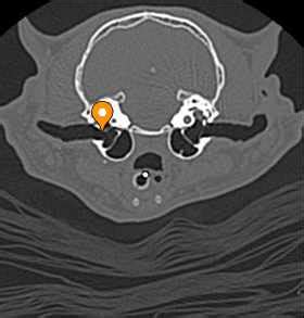 Membrana timpánica - vet-Anatomy - IMAIOS