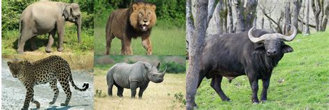 Big 5 in Uganda | African Big 5 Mammals | Uganda Wildlife Safari