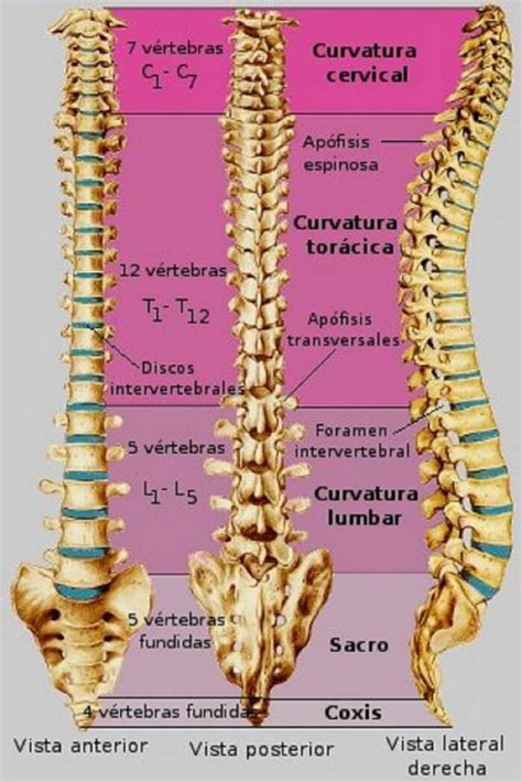 ¿Qué es la columna vertebral y cuántos huesos tiene? | Resobert: Medicina & Radiología