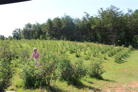 Local blueberry farm continues to expand, offer produce to public | Latest Headlines | morganton.com