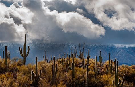 Visionary Wild ( Santa Catalina Mountains )