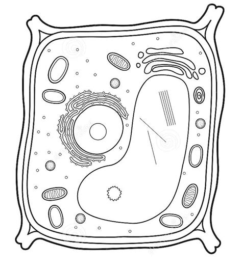 Label the Plant Cell Diagram | Quizlet