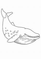 Cute Humpback Whale Coloring Pages sketch template