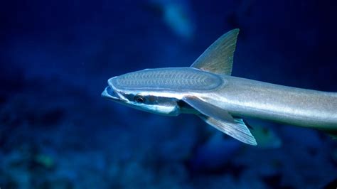 Mengintip Ikan Remora,Sahabat Ikan