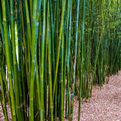 COOL NEW 2021 !! DIY Guide On How To Plant Clumping Bamboo - Bamboo Bootcamp