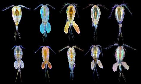 Amphipodes e/ou Copepodes: Eles podem coexistir pacificamente ...