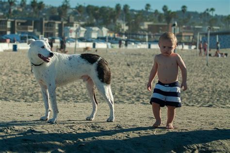 Where to find dog friendly beaches in San Diego - Axios San Diego