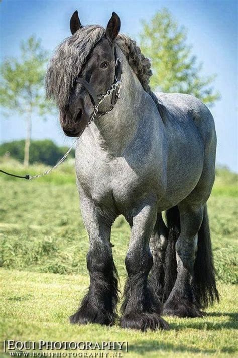 Pin by Craia on Brabant horse | Horse breeds, Clydesdale horses, Big horses