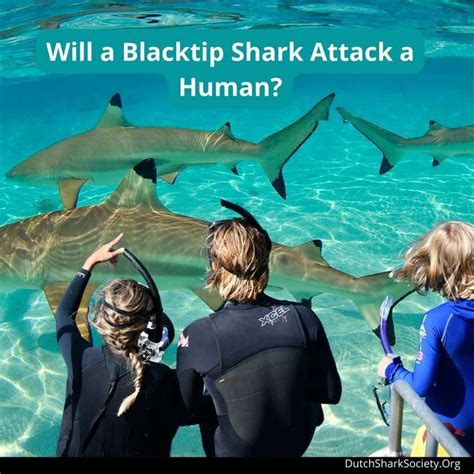 Are Blacktip Sharks Dangerous To Humans? - Dutch Shark Society