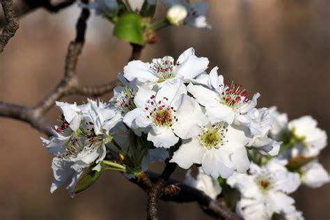 Pear Blossoms In Spring Free Stock Photo - Public Domain Pictures