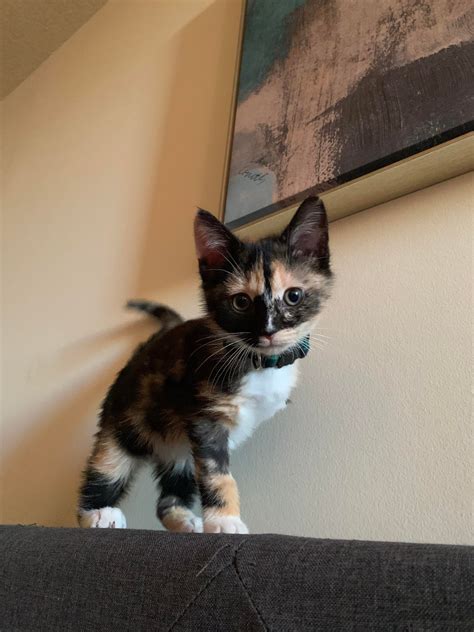 Poki saying hello : r/Kitten