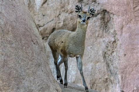 Klipspringer | San Diego Zoo Animals & Plants