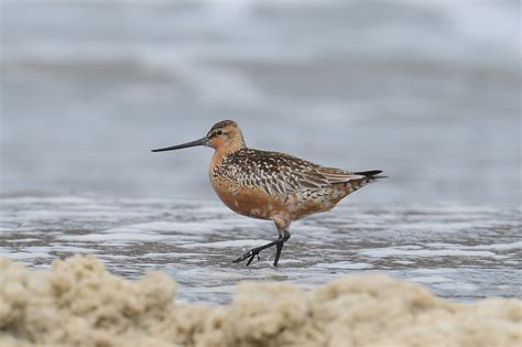 Bar-Tailed Godwits in New Zealand 2024-2025 - Rove.me