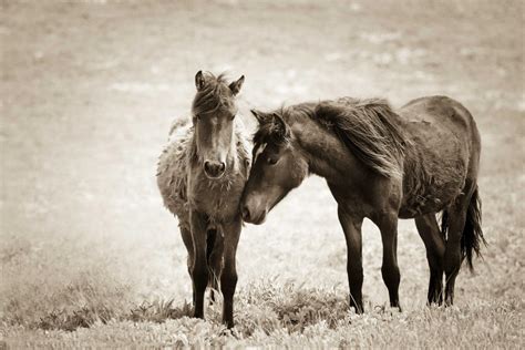 The horses of Sable Island – HQ Magazine