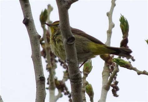 Utah Bird Records Committee - Sighting Record