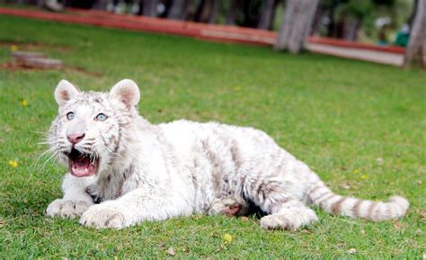 Bengal Tiger Cubs Images