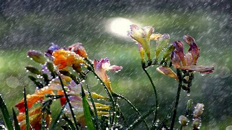 Rainy Day Wallpaper Widescreen - WallpaperSafari