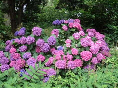 Purple Hydrangea Bush | Hydrangea purple, Hydrangea bush, Flower pictures