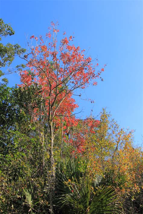 Fall Foliage in South Florida? – South FL Pictures