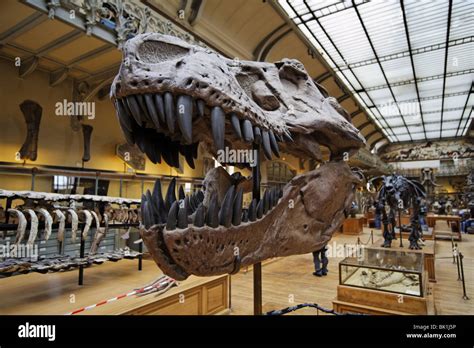 Skull of Tyrannosaurus Rex, exhibition in a Museum of the Natural ...