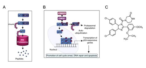 A p53-independent role for the MDM2 antagonist Nutlin-3 in DNA damage response initiation | BMC ...