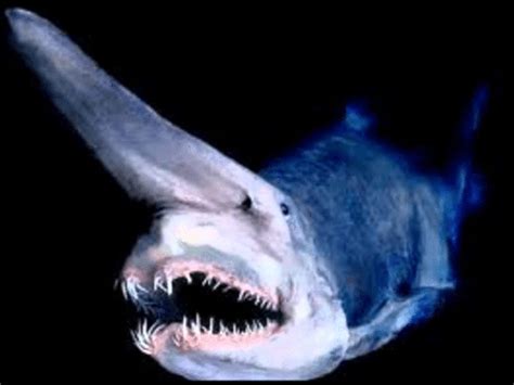 Goblin Shark l Extremely rare deep-sea species - Our Breathing Planet