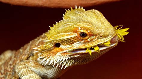 Bearded Dragon Diet Guide: Feeding Your Bearded Dragon the Right Way