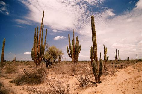 El Desierto de Sonora - TuriMexico