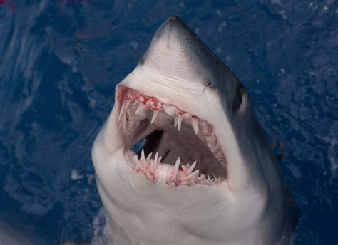 Different Types of Shark Teeth - American Oceans