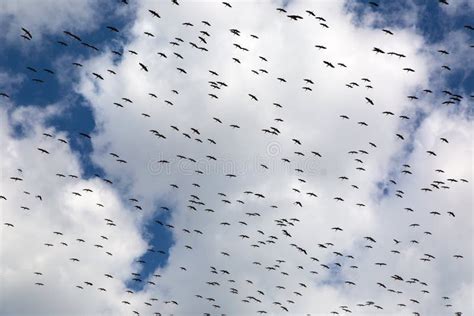 Stork migration stock photo. Image of animal, neck, migratory - 183415534