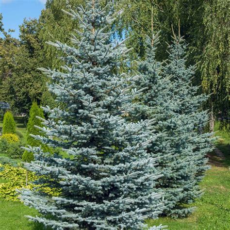 10 Best Real Christmas Tree Types to Consider | Colorado blue spruce ...