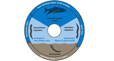 Sea Lamprey - Lake Scientist