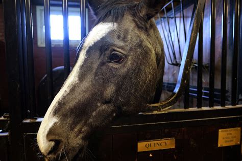 Free to a good home: Horses who have served their country - The Washington Post