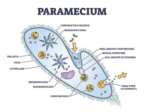 Paramecium Cell Diagram Labeled